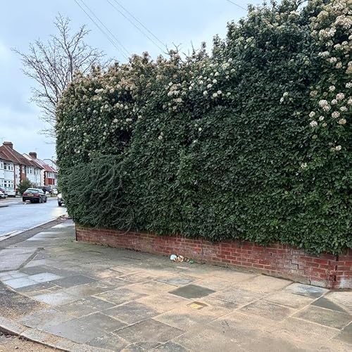 Another hedge-ful of sparrows, Southgate, London, UK on 11th January 2026 &ndash; by Siddharth Khajuria
