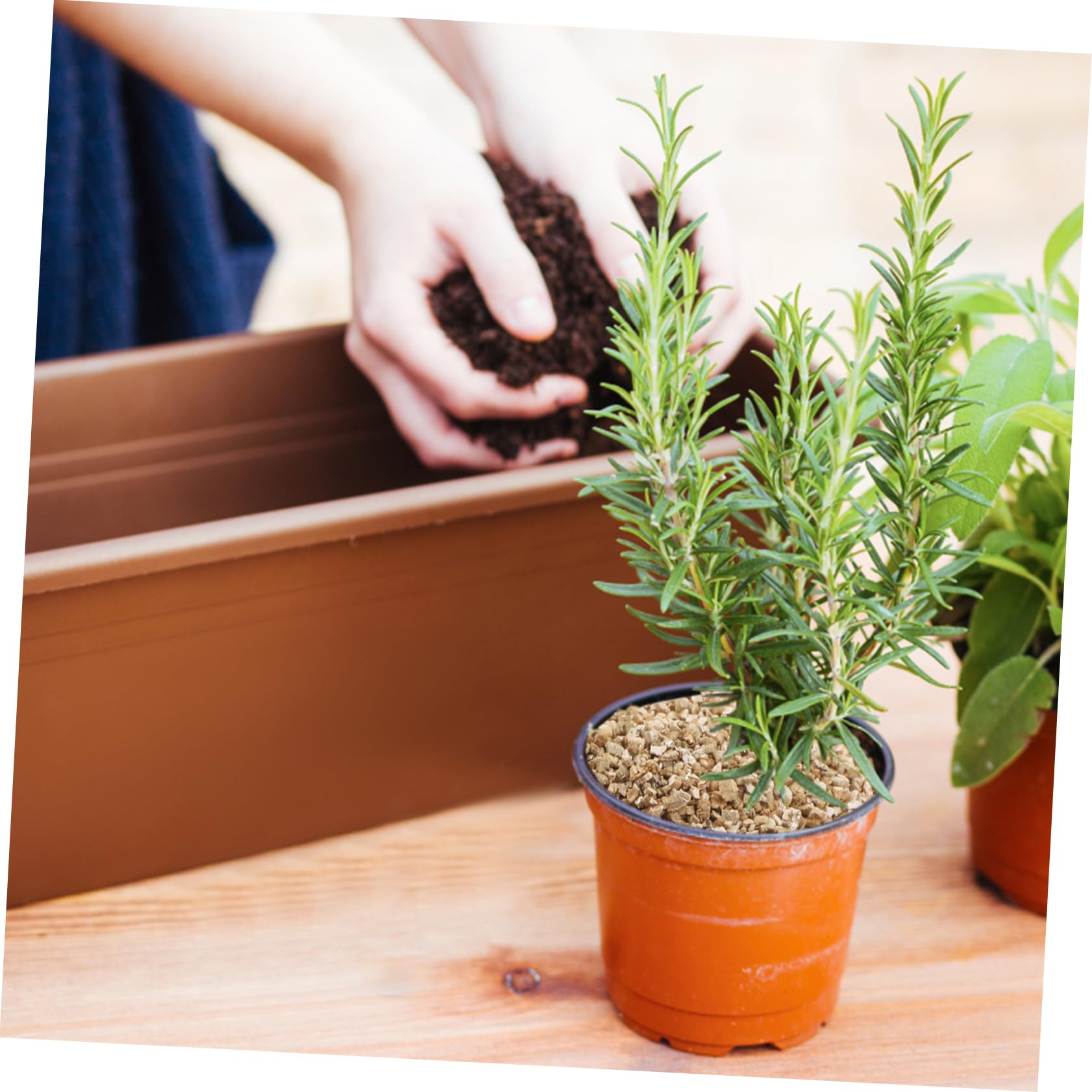 TOYANDONA Vermiculit Gartenbausubstrat 3l, Neutraler Ph, Wasserbindung | Pflanzen und Pilze, Feines Granulat für Keimung und Wachstum, Indoor Topfpflanzen