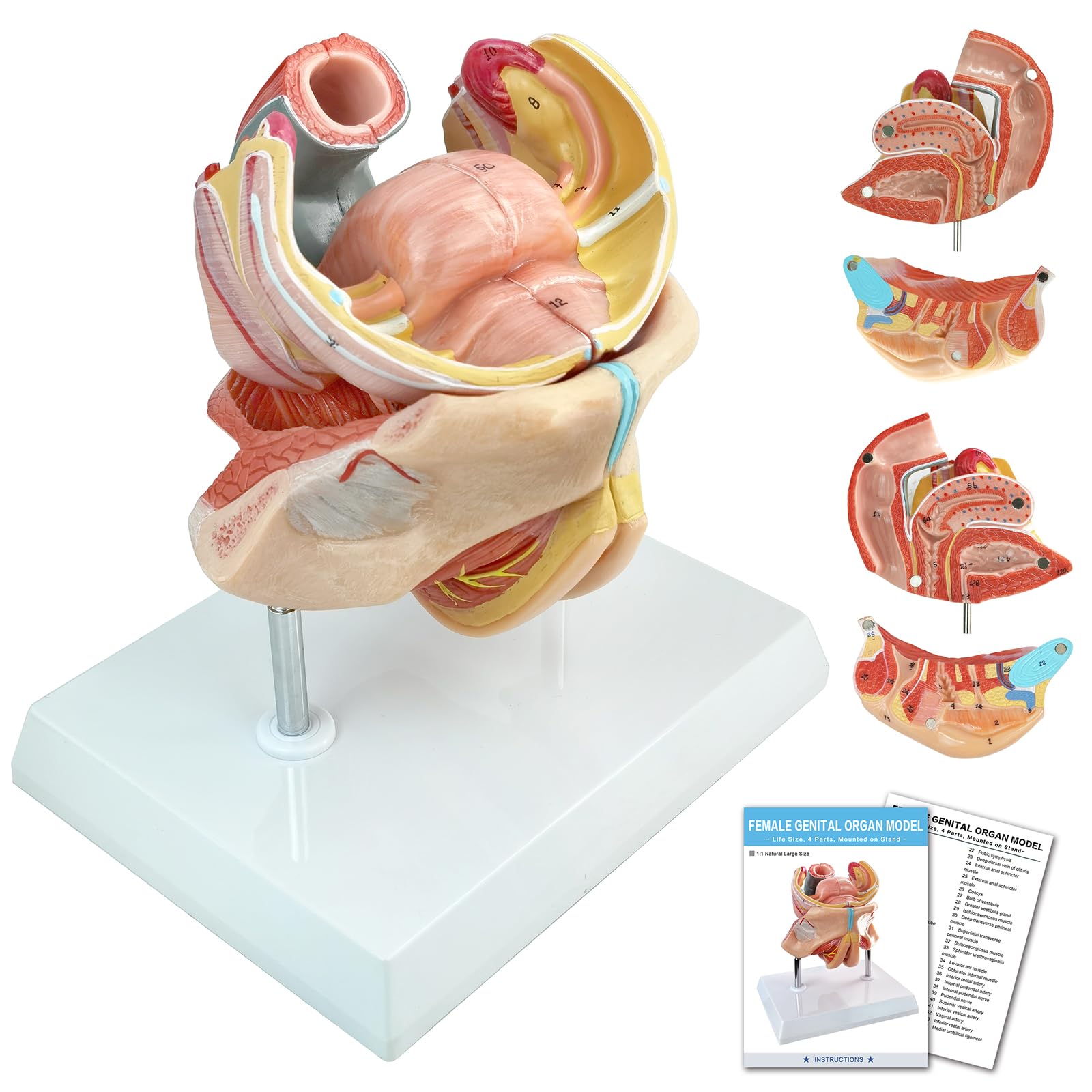 Amazon.com: HADWYN 2025 New 4-Parts Human Female Genitalia Organ