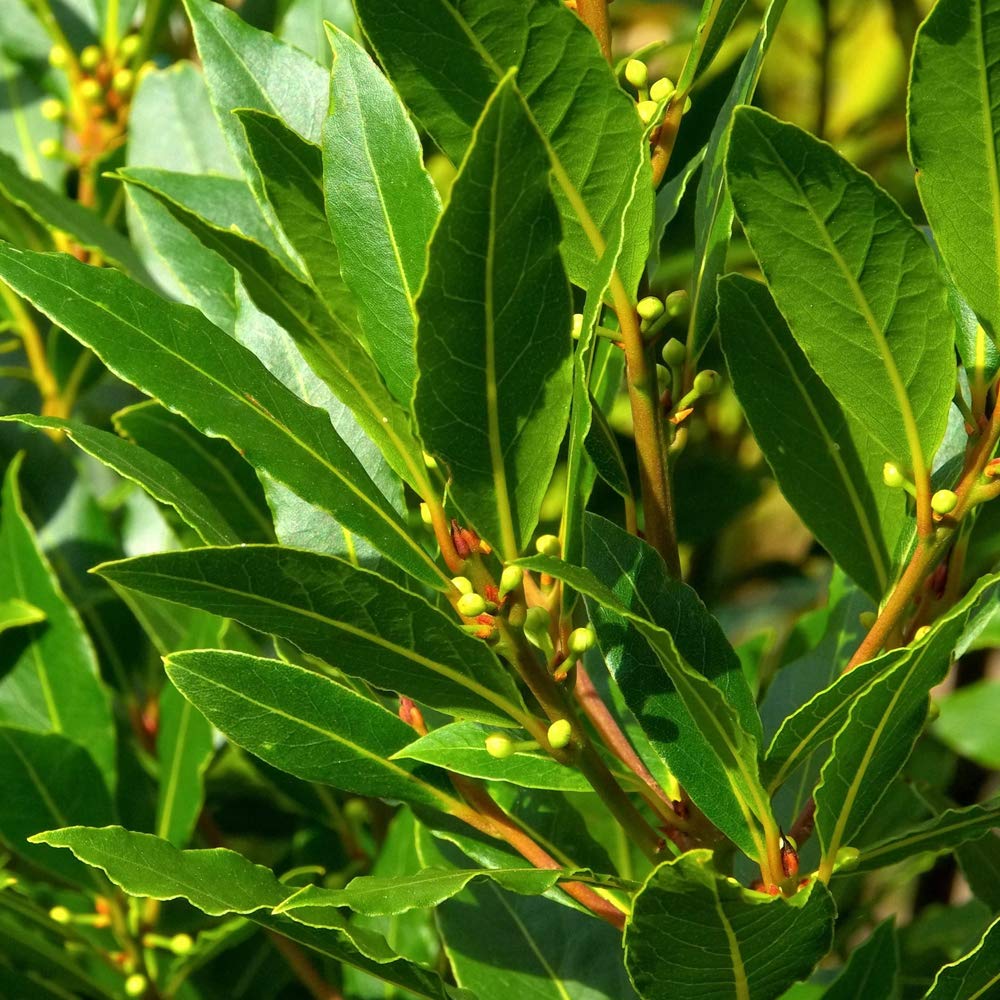 Thompson & Morgan Hardy Bay Tree Laurus Nobilis Bush Evergreen Foliage Aromatic Edible Leaves Attractive to Pollinators, Ideal for Patios & Containers (2 x 3 Litre Pot)