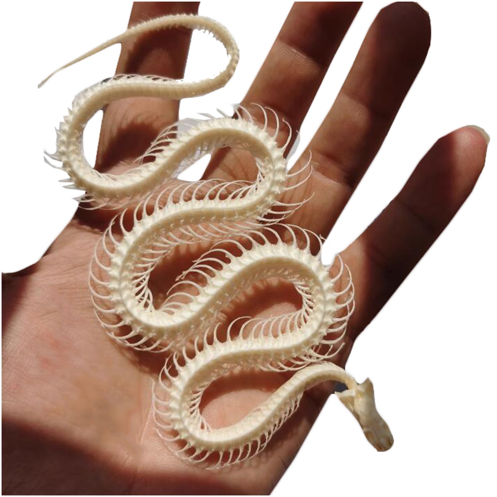Modèle d'os de squelette de serpent taille réelle 1:1 - Modèle de spécimen de squelette de serpent pour l'art des vétérinaires - Médecine pour l'éducation scientifique, l'enseignement scolaire