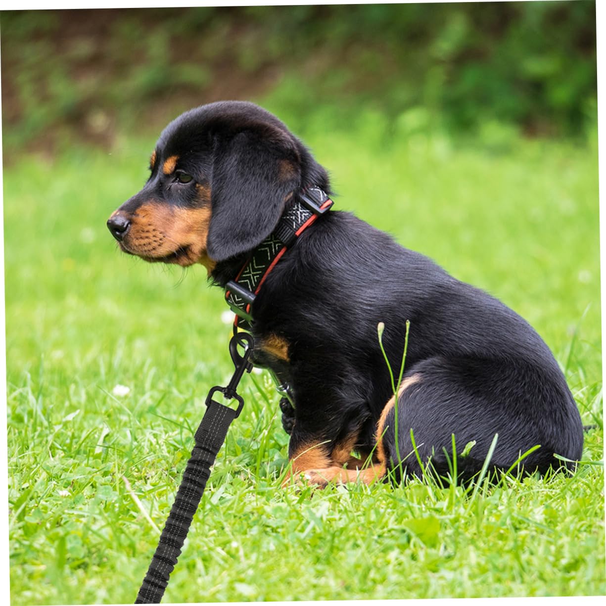 Reflektierende Doppelleine für Hunde und Welpen, 3 Stück