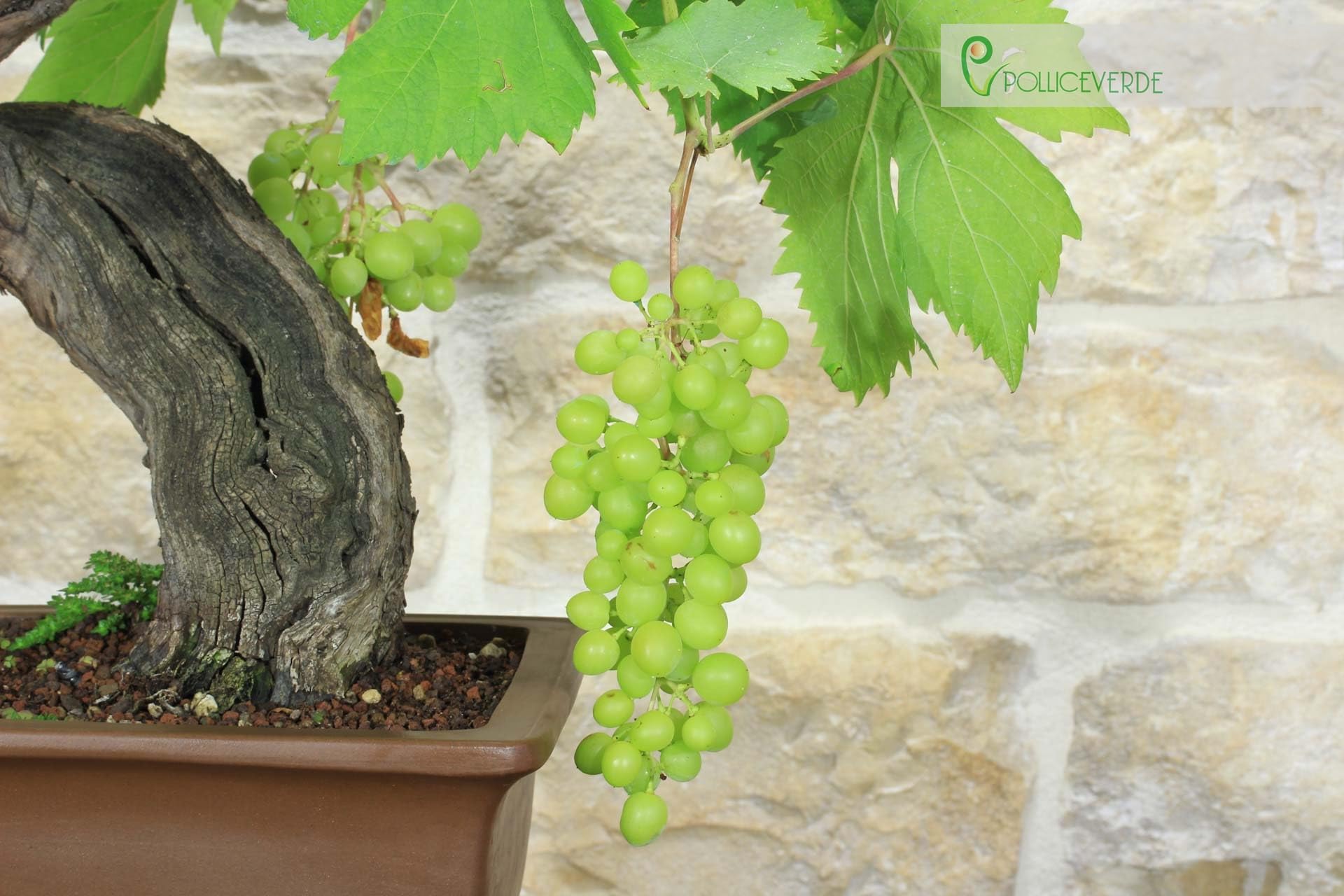 Bonsaï de vigne (111)
