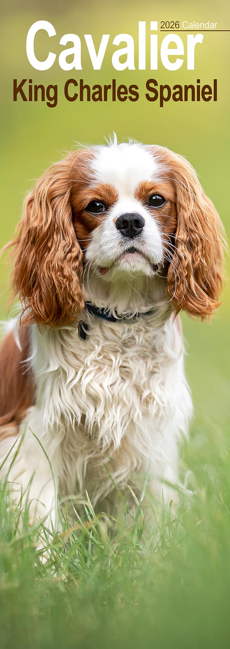 Cavalier King Charles Spaniel Slim Calendar 2026