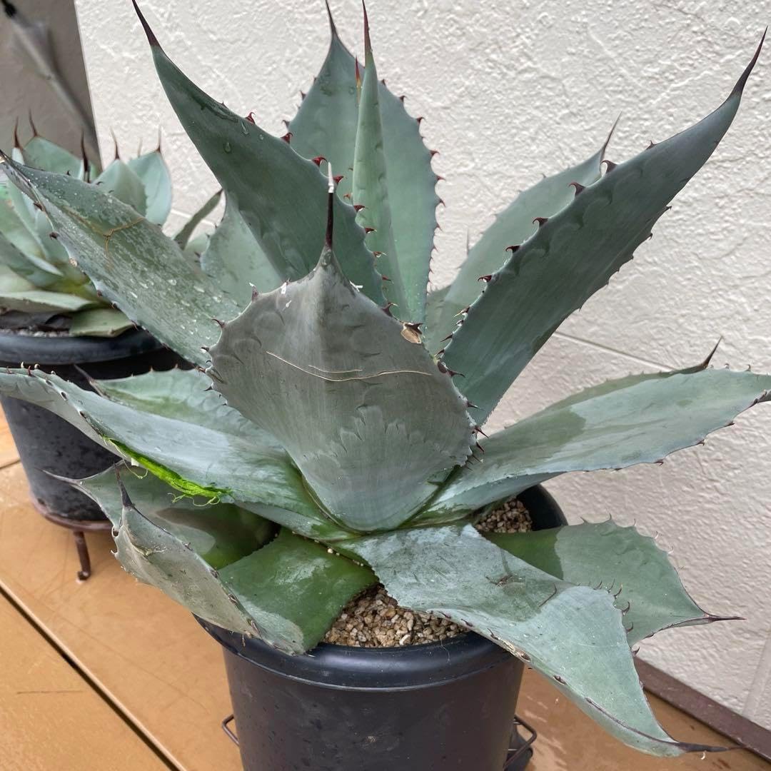 吉祥天 超大株 アガベ 姫吉祥天 超大株！ アガベ パリー 吉祥天と姫