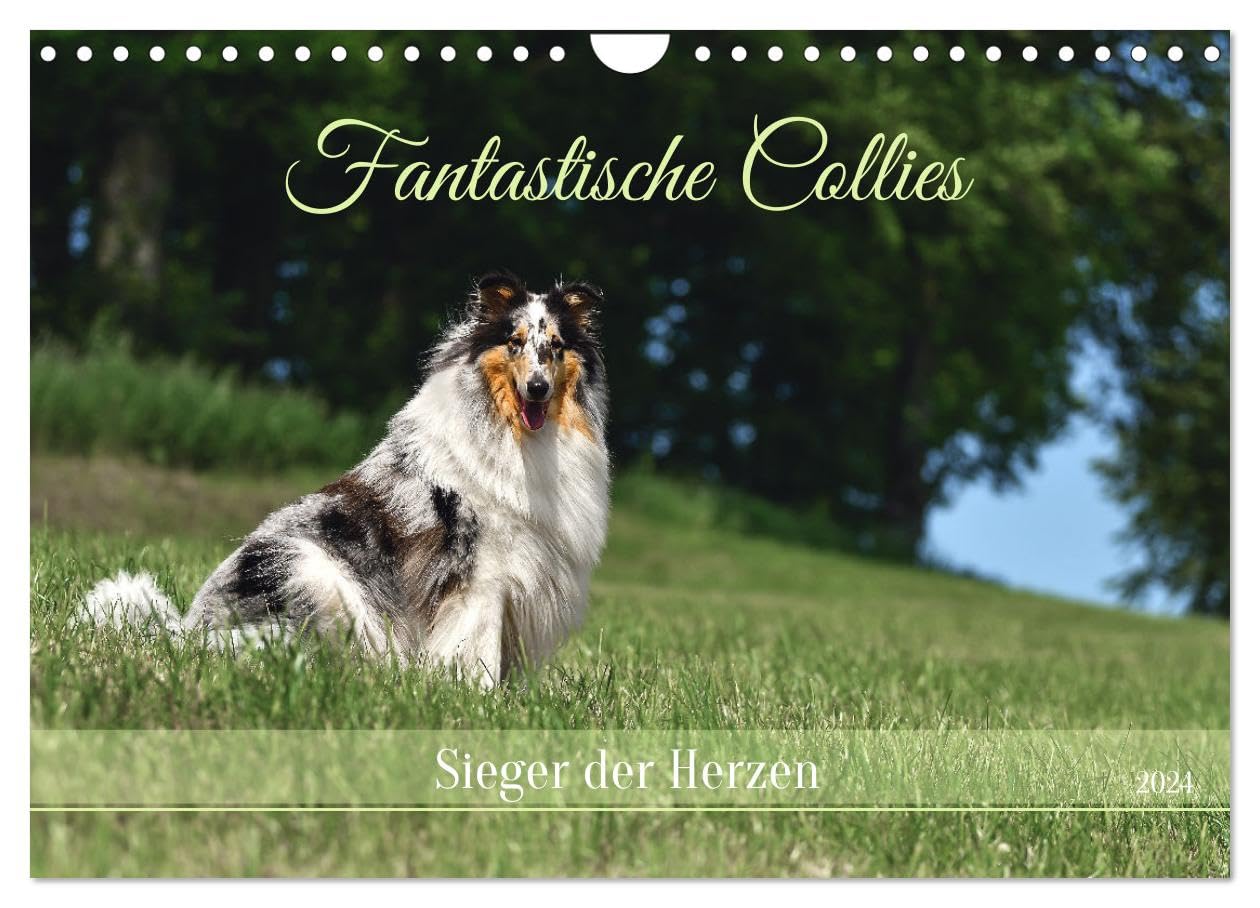 Fantastische Collies - Sieger der Herzen (Wandkalender 2024 DIN A4 quer), CALVENDO Monatskalender: Bezaubernde Collies, charmant, intelligent und verspielt.