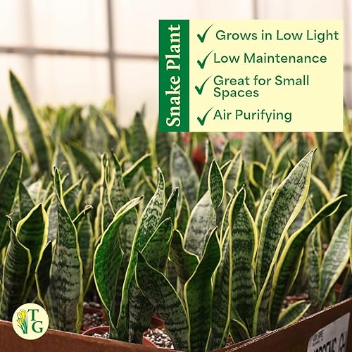 Miniatura 4 de Thorsen's Greenhouse Planta de serpiente abigarrada, Dracaena Trifasciata, Sansevieria, lengua de suegra, poca luz, fácil de cultivar, planta de