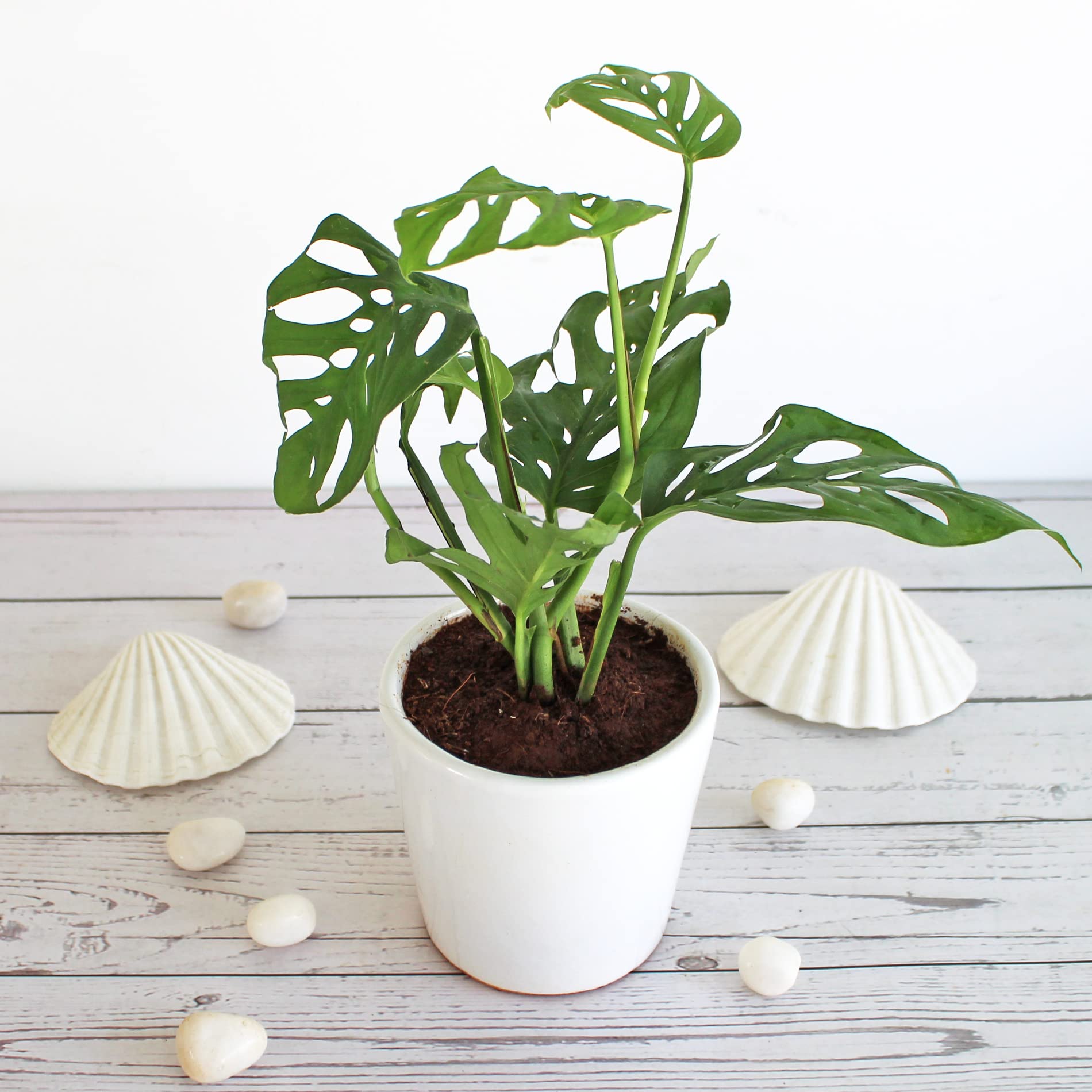 Rolling Nature Philodendron Broken Heart Indoor Plant for Home in White Bucket Glacier Ceramic Pot (B09QH2QNQ1) Amazon Price History, Amazon Price Tracker