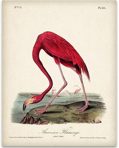 American Flamingo Illustration - 11x14 Unframed Art Print - Great Wall Decor Under $15