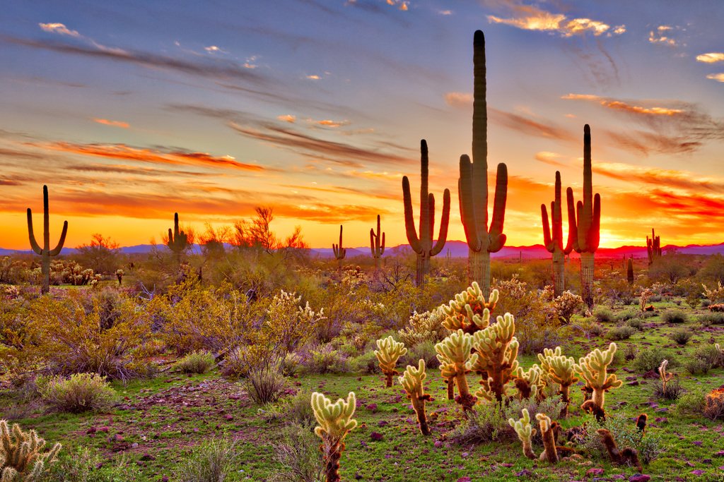 Amazon.com: Colorful Desert Sunset with Saguaro Cactus Sonoran
