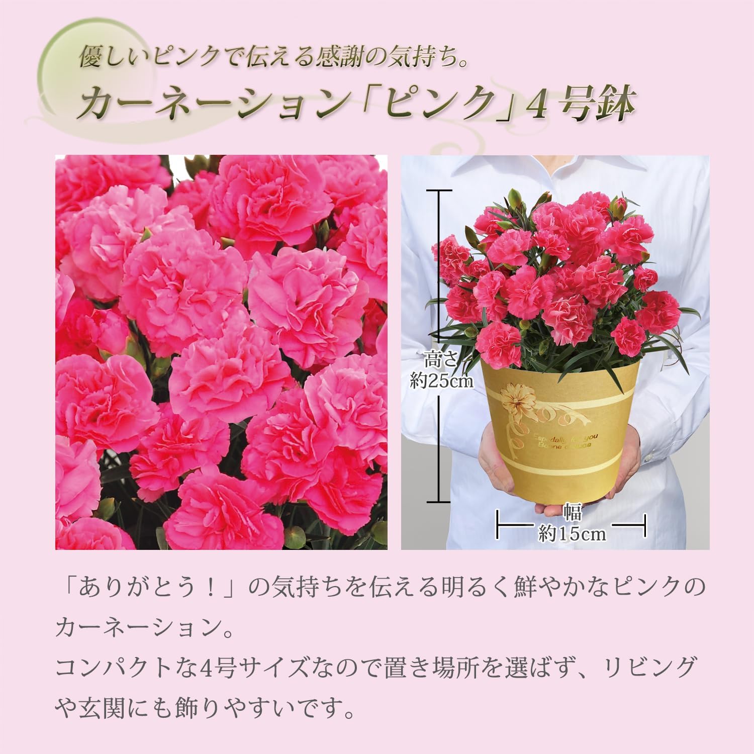 カーネーション鉢植えの美しいピンク色
