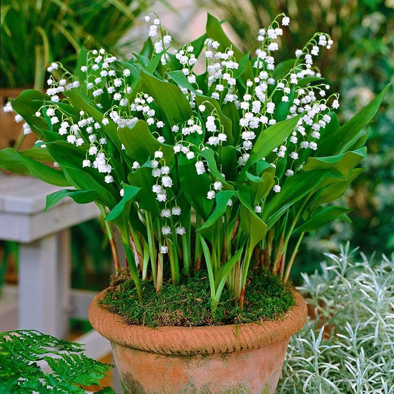 Eden Brothers Lily of the Valley Roots - Bag of 2 Non-GMO Bulbs for Planting 2 Roots | Low-Maintenance Flower Bulbs Plant During Spring Season Zones 3 4 5 6 7 8 9