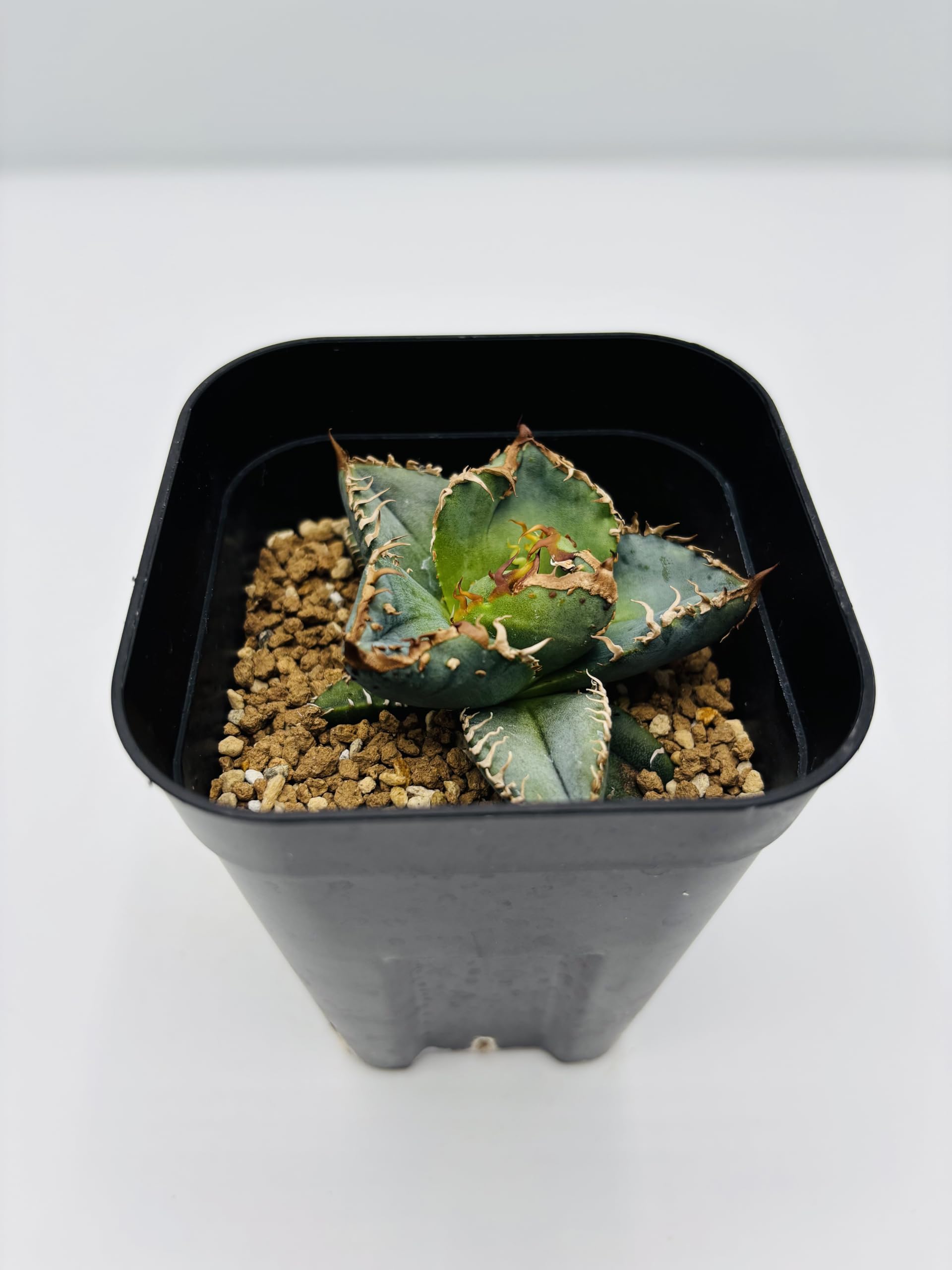 Amazon｜アガベ チタノタ 冰雹/Agave titanota 'Cheetah'/観葉植物