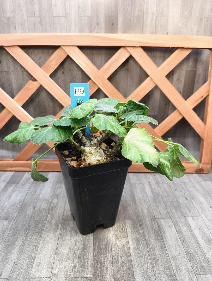 最終値下D.I.P.left botanicalコラボ陶器鉢塊根グラキリスアガベ 最終値下D.I.P.left botanicalコラボ陶器鉢塊根グラキリスアガベ