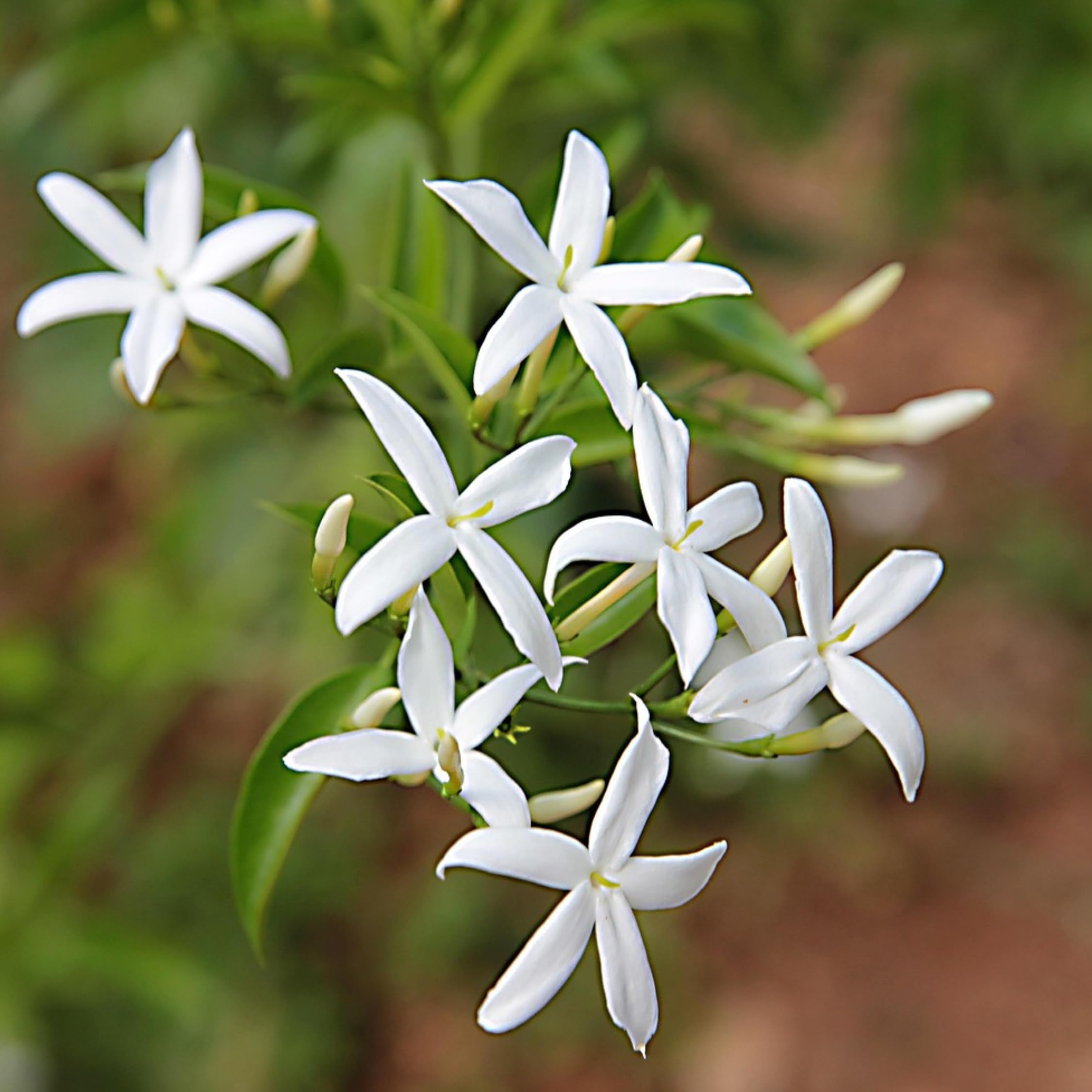 Plant in a Box - Jasminum polyanthum - Set de 2 - Plante de jasmin Pyramid - Plante grimpante de jardin à feuillage persistant - Pot 17cm - Hauteur 60-70cm