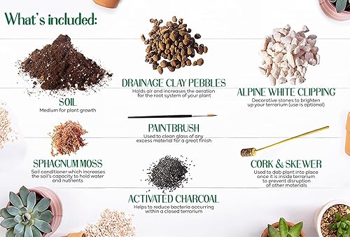 Miniatura 2 de Liquidación Kit de terrario de plantas grandes RootBox  para suculentas Bonsai Cactus  Regalo único de bricolaje  Día del Padre, aniversarios,