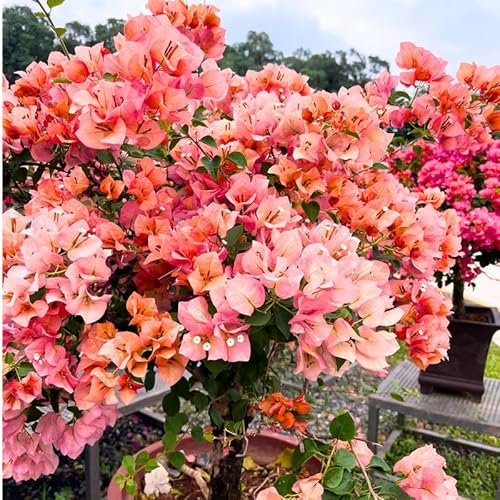 2 Glow Bougainvillea Plants Live, Flowering Bougainvillea Vine for Outdoor Garden or Trellis, 5-9 Inch Tall, Very Hardy