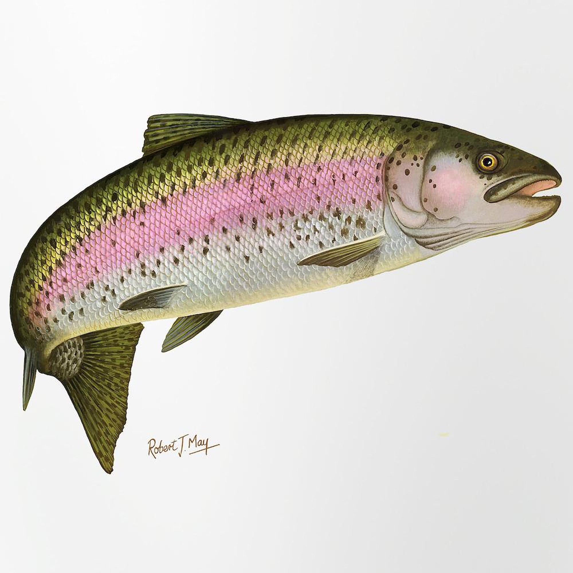 CafePress Rainbow Trout Pint Glass, 16 oz. Drinking Glass