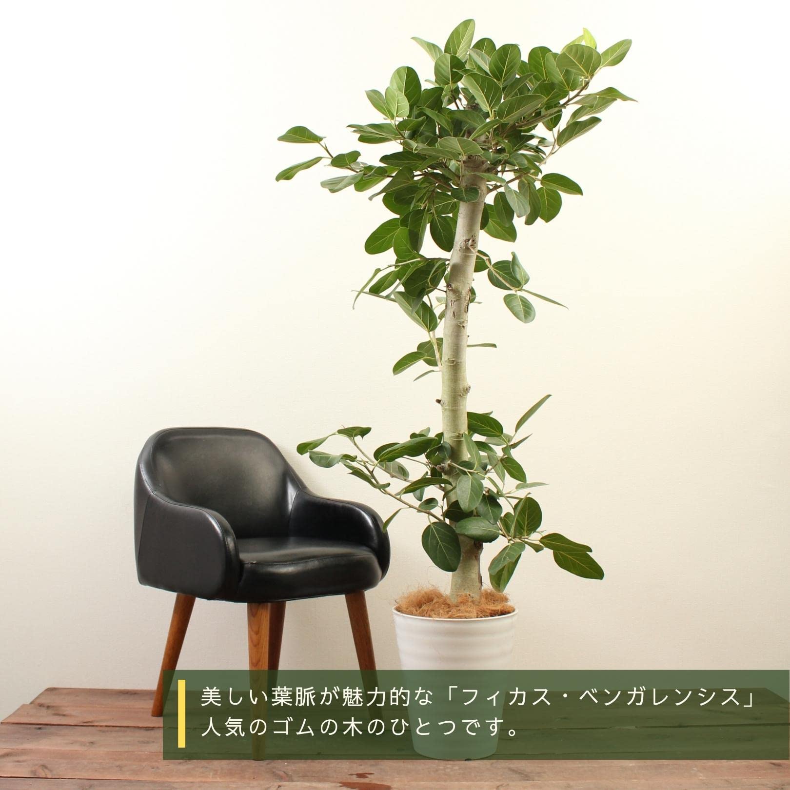 Amazon｜フィカスベンガレンシス 10号 1本立 受け皿付 【観葉植物 本物