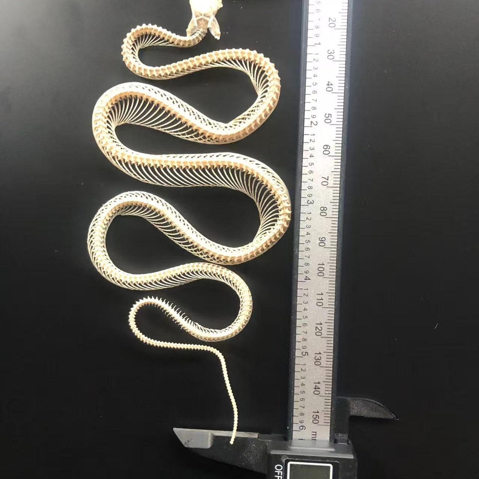 Tassidermia Animali Veri Scheletri di Serpente Teschi, Specimen di Scheletro di Serpente a Corpo Intero, Materiale di Tassidermia per l'Educazione Scientifica, Regalo Speciale