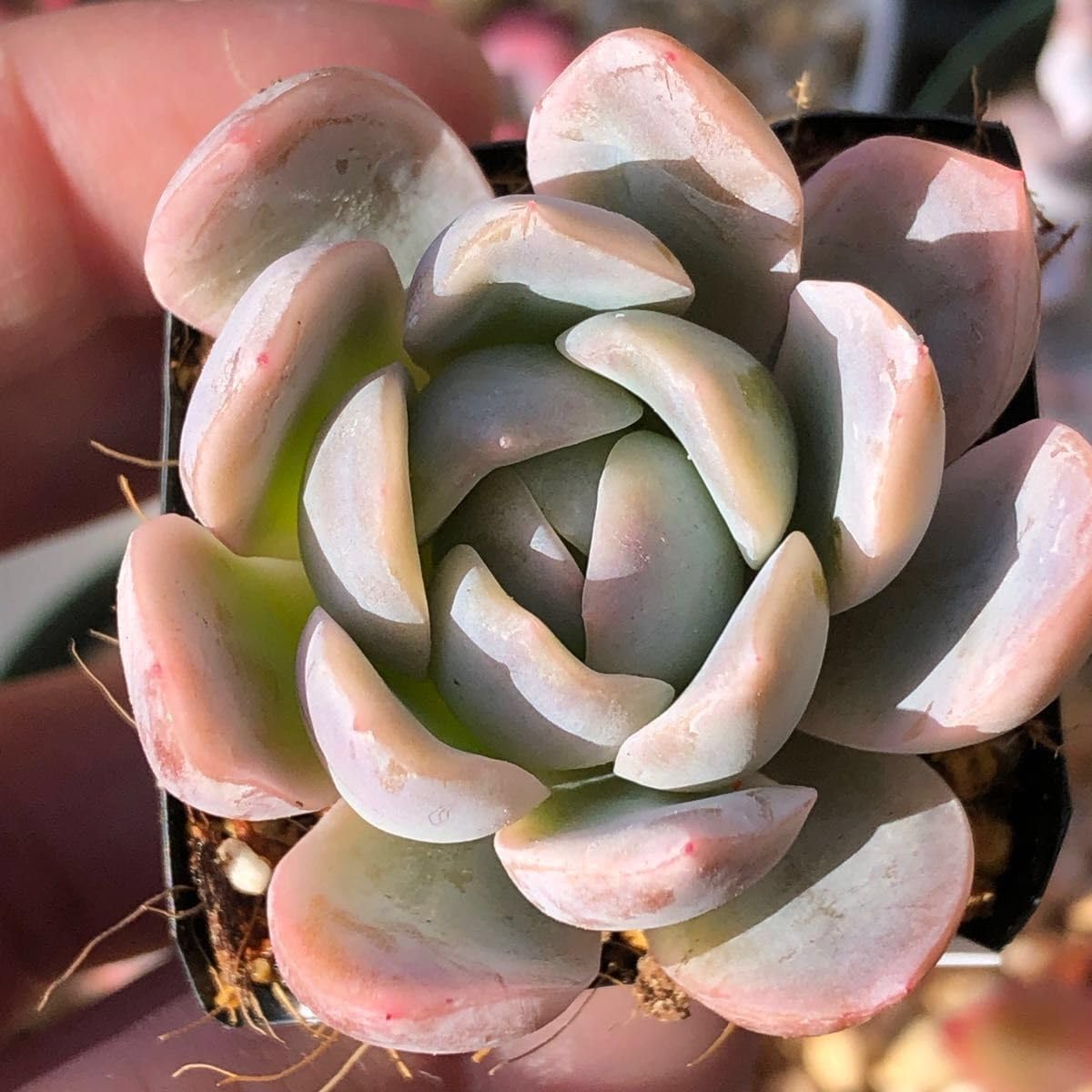 多肉植物 ホワイトカレー 4鉢 抜き苗 ホワイトカレー : | GALLERY