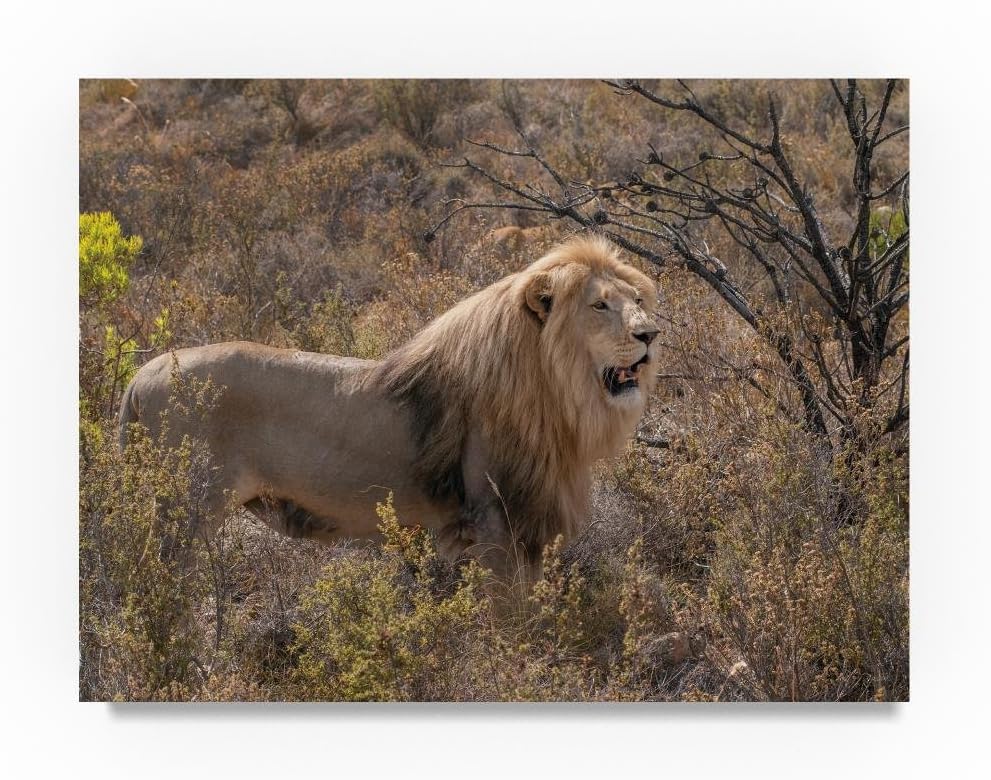 The King of Beasts by Thom Sivo, 24x32-Inch Canvas Wall Art