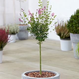 Árbol de Syringa Palibin | Lilas en maceta para jardines pequeños | Árbol ornamental de hoja caduca | Tallo estándar recto en forma de piruleta | Plantas de jardín