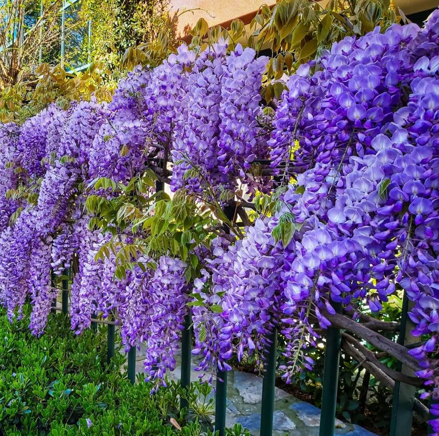 Chinese Blue Wisteria 2 Pack by Generic