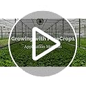 Amazon.com: PureCrop1 Concentrate | Plant-Based Plant Protection ...