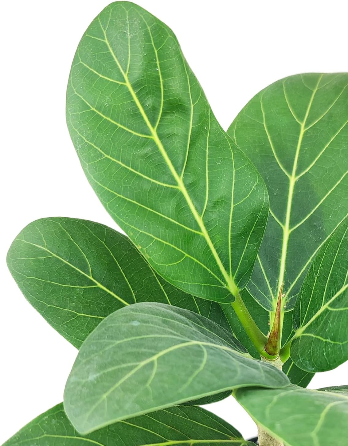 Ficus Audrey (4" Grower Pot) - Live, Healthy, Indoor Air Purifier Houseplants for Gift or Home Decoration - Feng Shui Plant for Home Office - Easy to Care Houseplants for Beginners