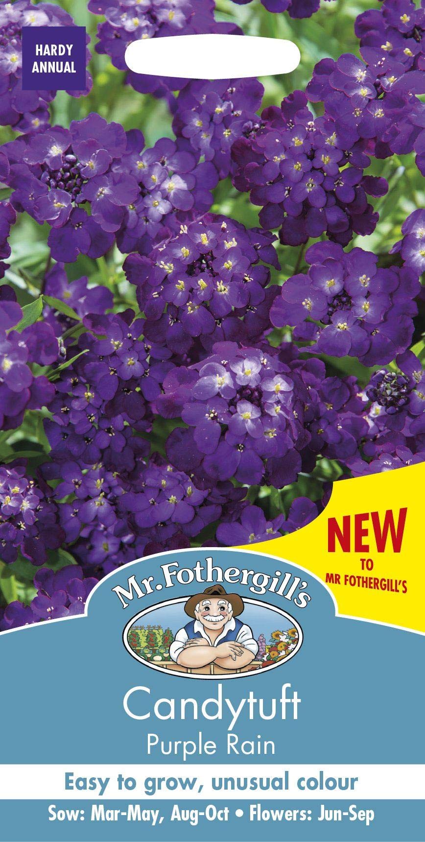 Mr Fothergills - Pictorial Packet - Candytuft Purple Rain - 300 Seeds