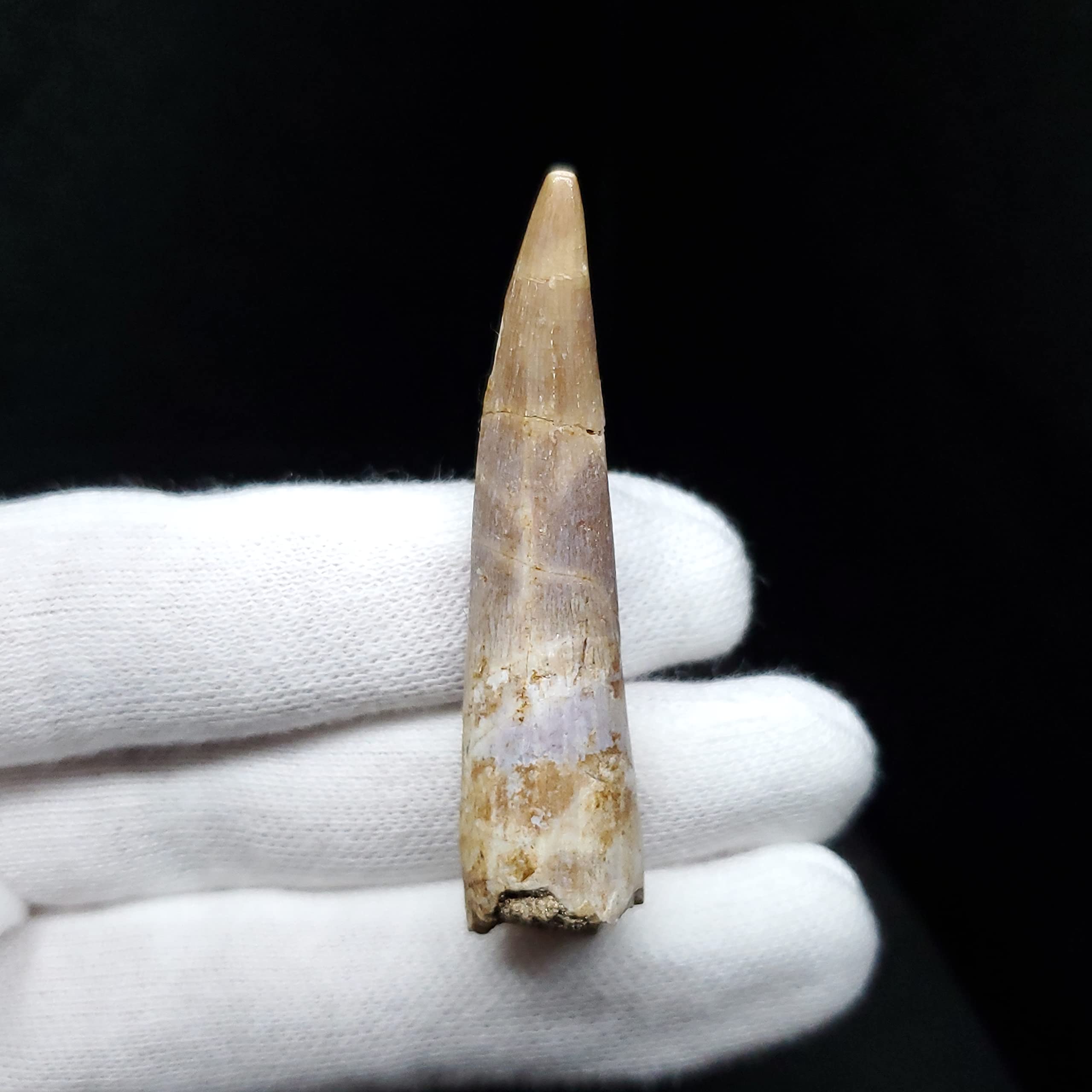 Amazon | 【化石専門店 LOLO】美品 プレシオ サウルス 化石 歯 本物