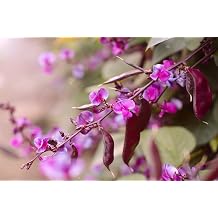 Just Seed - Flower - Hyacinth Bean - Dolichos Lablab - 150 Seeds Large Packet