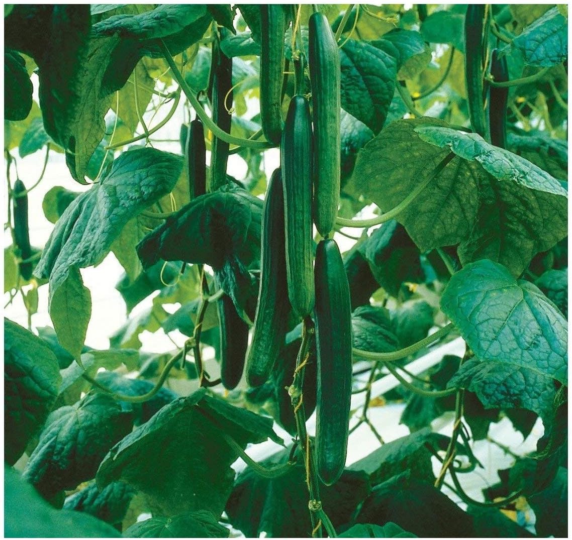 Tyria F1 Hybrid Cucumber Seeds (30+ Seed Package)