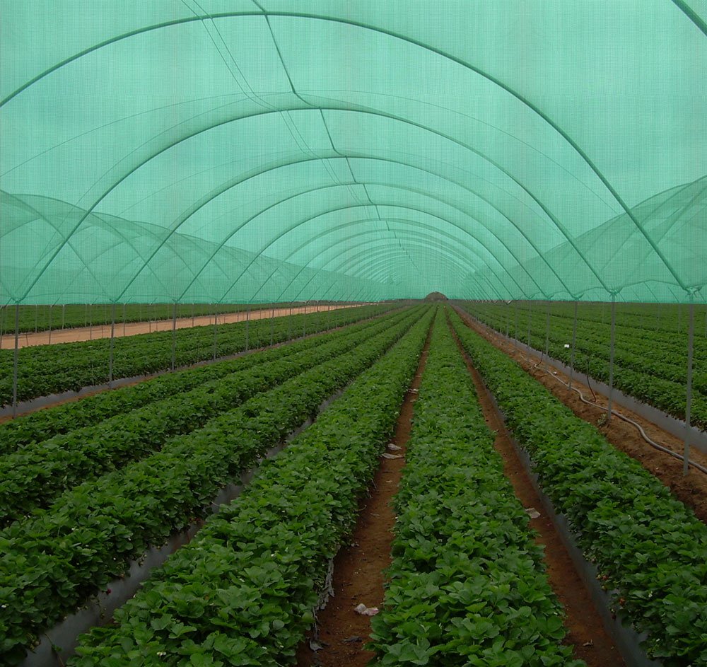 YUVAGREEN Agro Shade Net 75% Shade 3Mtr * 3 Mtr Greenhouse UV Stabilized Net (10 Feet x 10 Feet) Green Net - 100 Sq feet