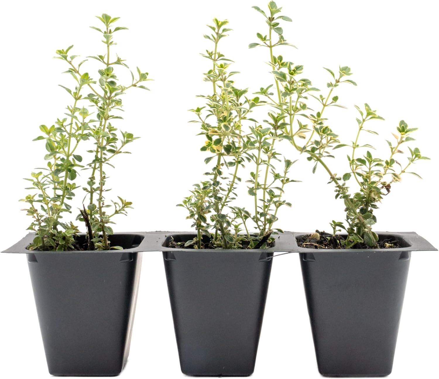 3 Golden Lemon Thyme (Thymus citriodorus ‘Golden’) | Variegated Yellow-Green Evergreen Culinary Herb with Lemon-Scented Leaves | 2.5” Nursery Cubes, Ready-to-Plant Live Starter Plants