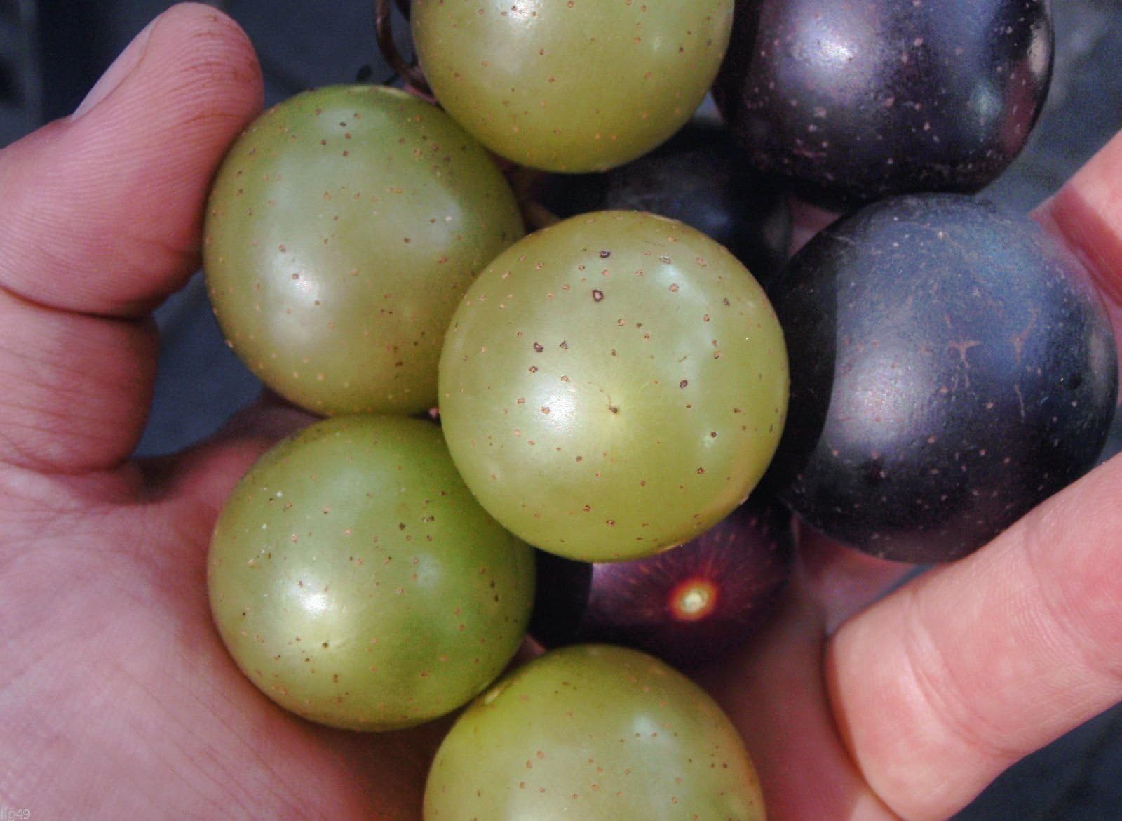 #1194 TAME GIANT MUSCADINE GRAPE MIX 7SEEDS