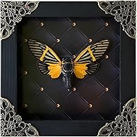 Vista 63 de Real Butterfly Framed Wall Art, Black Background Insect Display, Entomology Specimen Shadow Box, Dark Elegant Home Decor