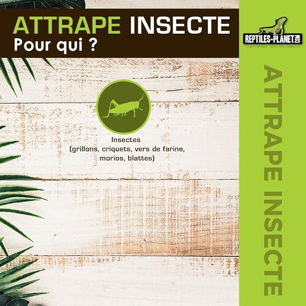 REPTILES PLANET - Attrape Insecte - 3
