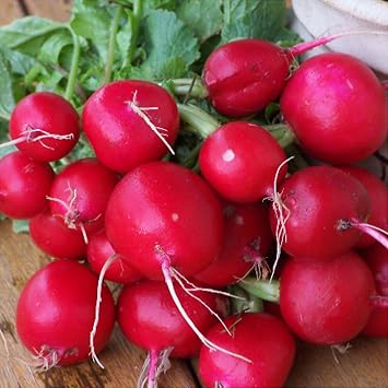 300 Champion Radish Seeds Heirloom Non GMO Garden Vegetable Bulk