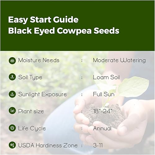 Miniatura 5 de 15 - 500 Semillas Blackeye Pea Black Eye Eyed Southern Cow Peas Frijoles (500)