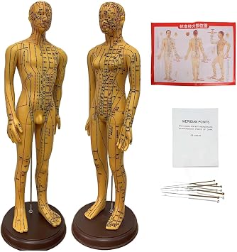 21 Male and Female 2 Pack Acupuncture Model, Copper Human Acupuncture Point Model with English Version of Acupoint Location Instructions for TCM Acupuncture Training Massage Education