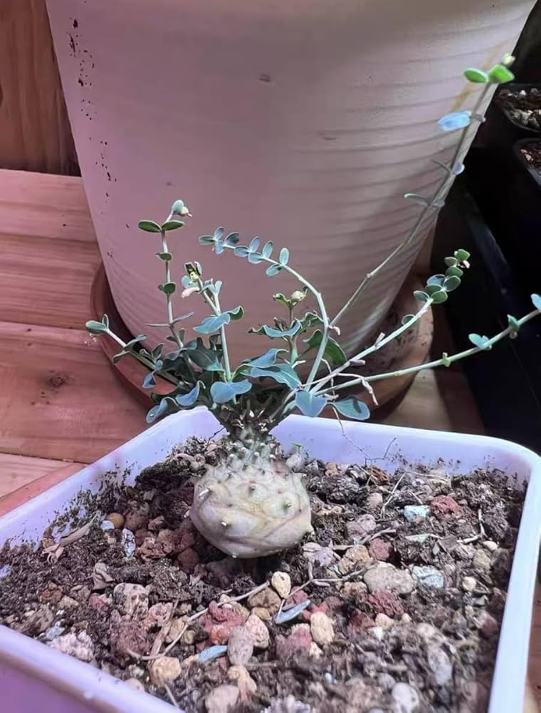 EUPHORBIA JOURNAL 1 ユーフォルビア 洋書 植物 インテリア