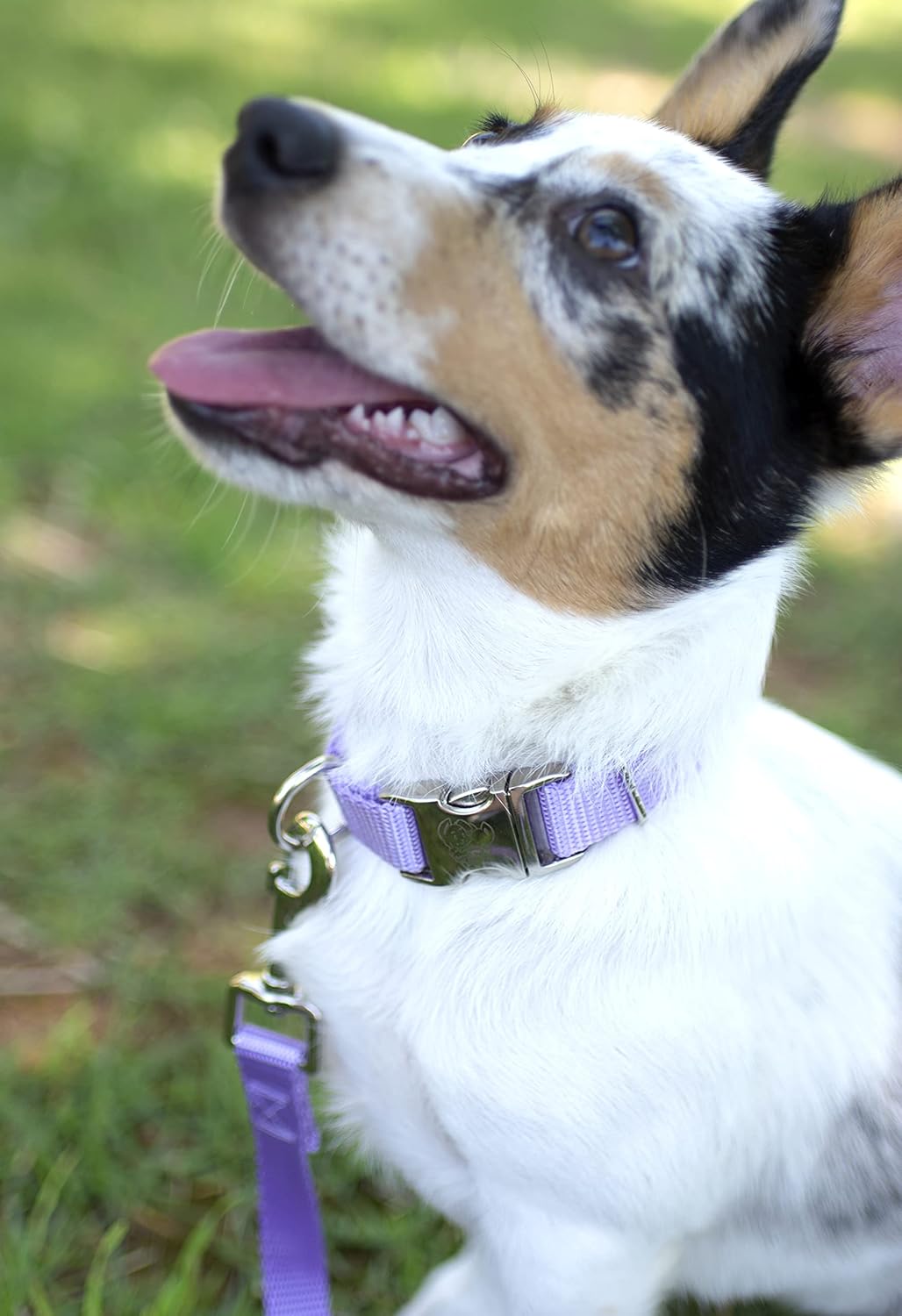 Country Brook Petz - Premium Nylon Dog Collar and Leash - 10+ Cool Colors (Large, 1 Inch, Lavender)