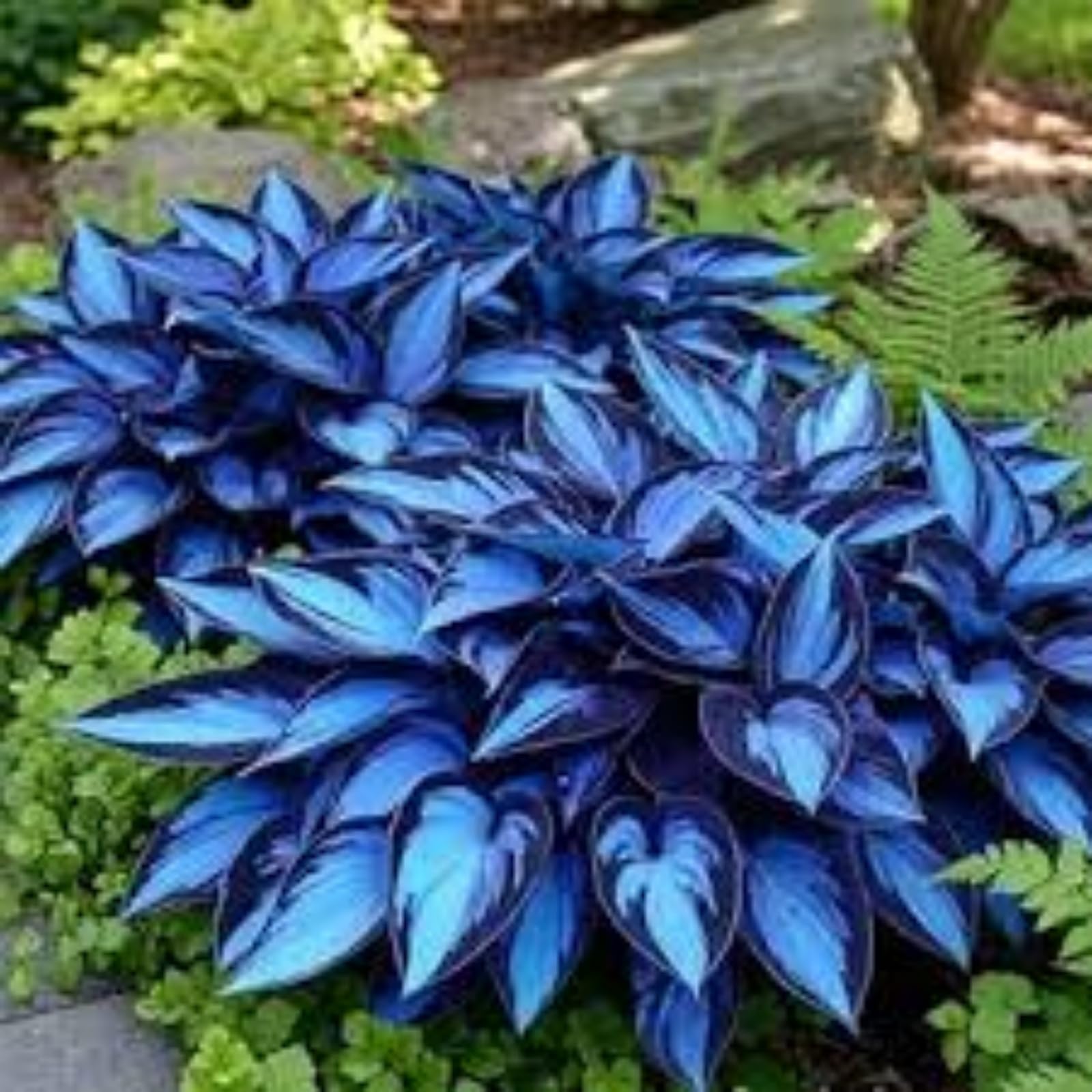 Midnight Blue Hosta Bulbs Live, Excellent Display, Perennial, Easy Plant, Wedding Ornamental Flowers, Garden Bulbs, Hosta Plants for Sale,-6bulbs-h