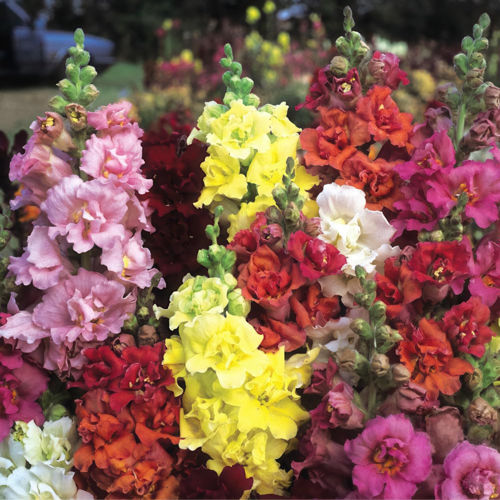 Bedwen Antirrhinum Mix 'Madame Butterfly' Plug Plant x4 – Snapdragon Summer-Flowering Bedding Plants for Cut Flowers & Garden Beds