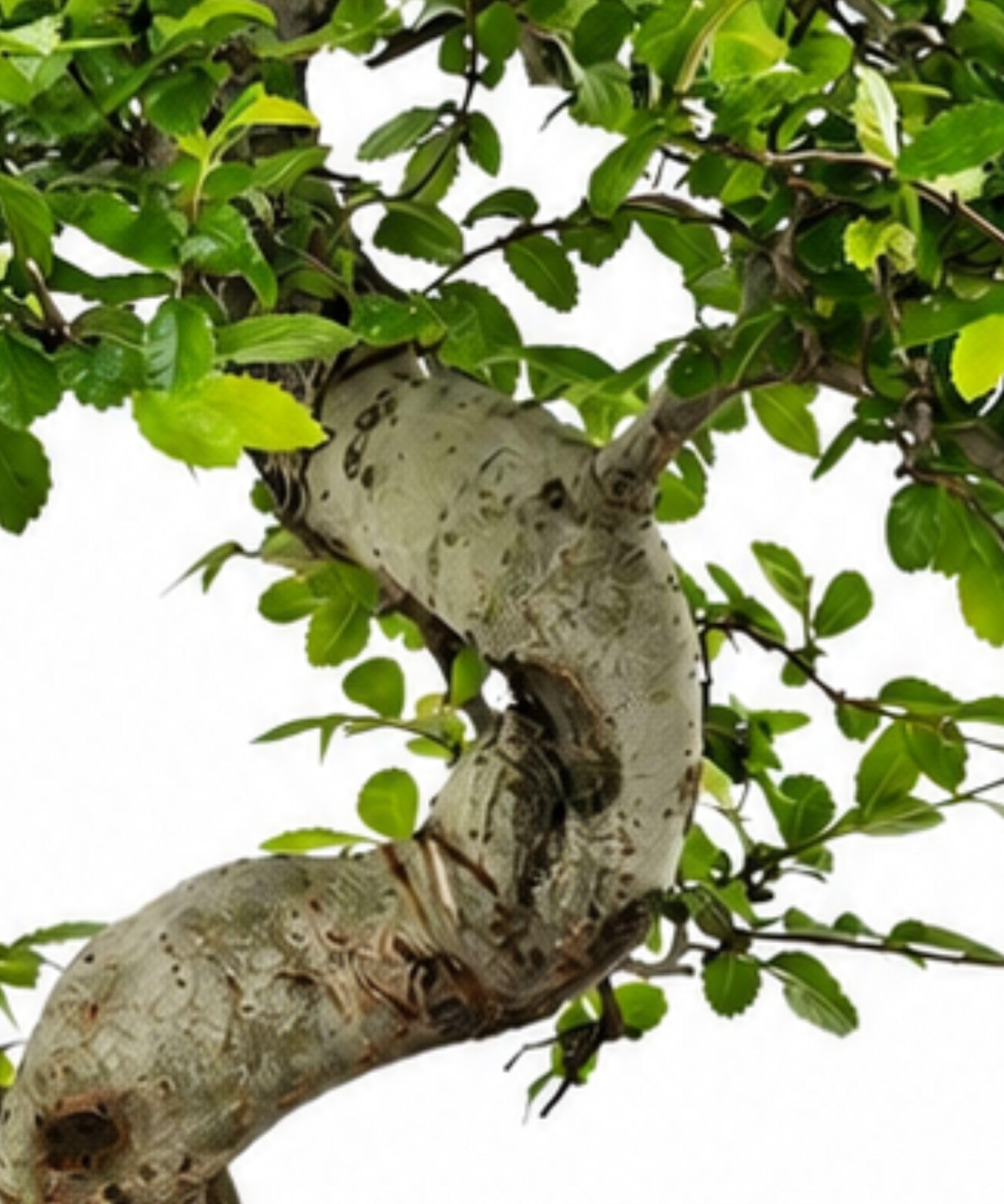 Chinesische Ulme Starterset 4-tlg. mit Schere & Pflegebuch | Zimmerbonsai, pflegeleichte Ulme, ideal für Anfänger, mit Untersetzer, 4-teiliges Komplettset für Zuhause