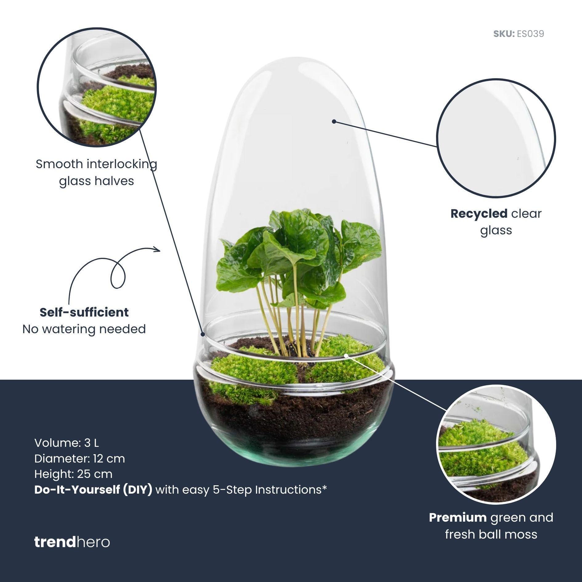 Terrario de Plantas DIY de Cristal, Decoración, Coffea Arabica, Ø 12 cm