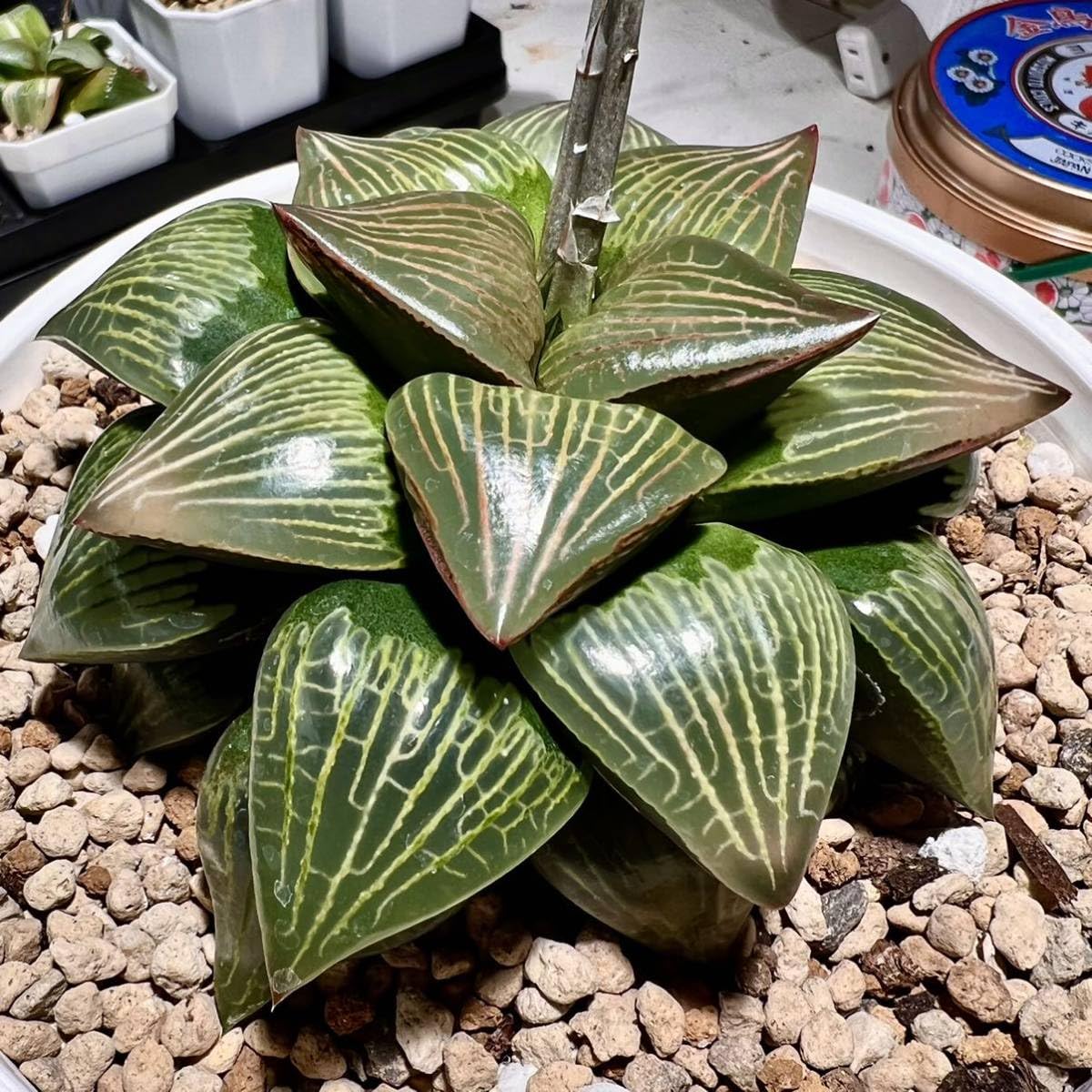 多肉植物 ハオルチア 日月潭錦 鉢のまま 多肉植物 ハオルチア 日月潭錦 鉢のまま