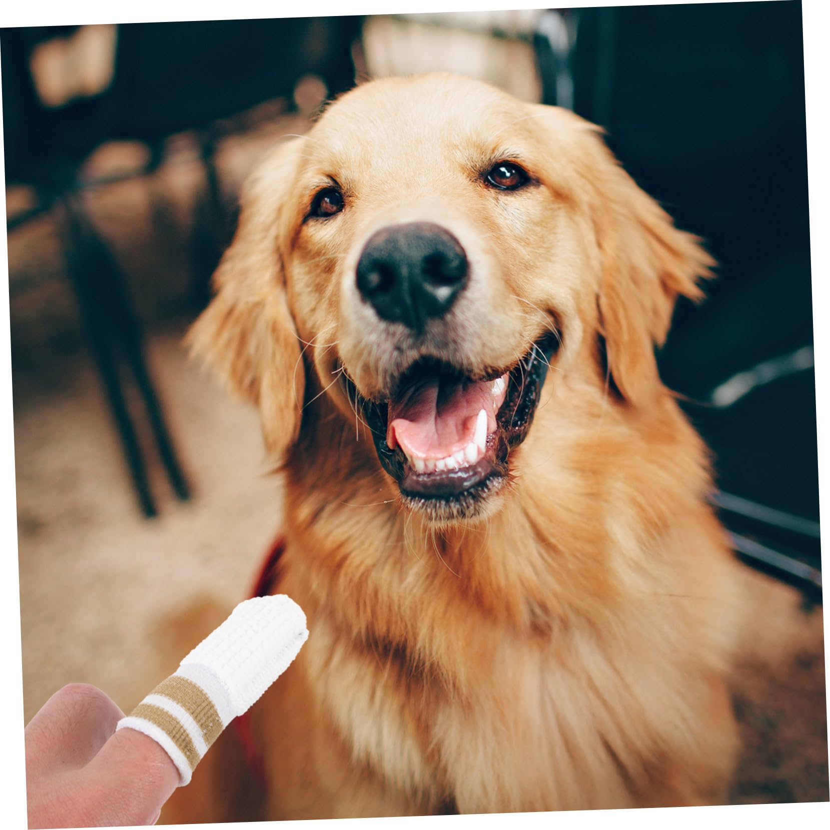 Sosoport 30pezzi Spazzole Finger Per La Pulizia Dei Denti Di Cani Strumenti Morbidi e Compatti Per La Degli Animali Domestici Facili Da Usare e Portatili Del Tuo Zampe